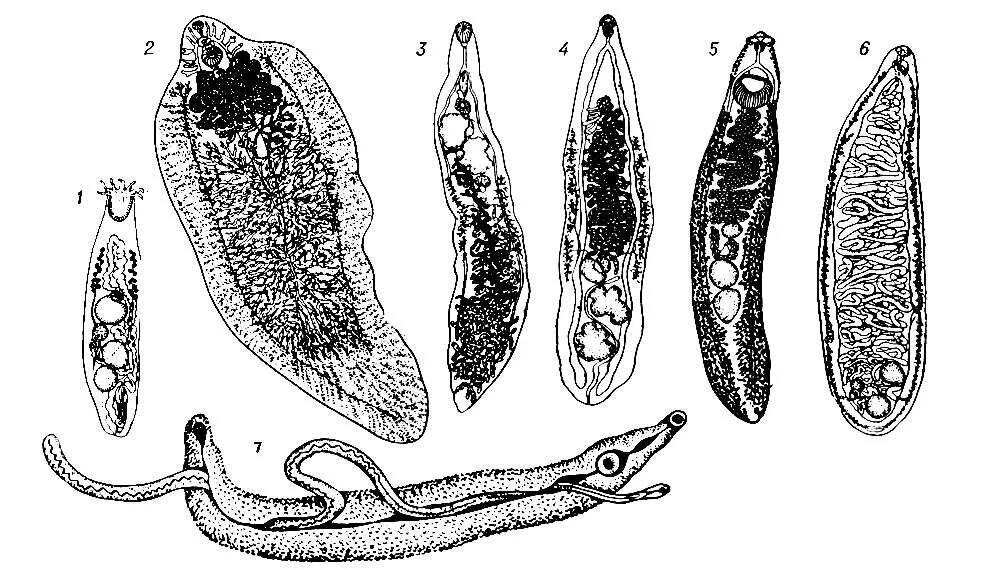 Черви-сосальщики – трематоды.. Дигенетические трематоды. Трематоды паразитирующие у человека. Кишечный сосальщик