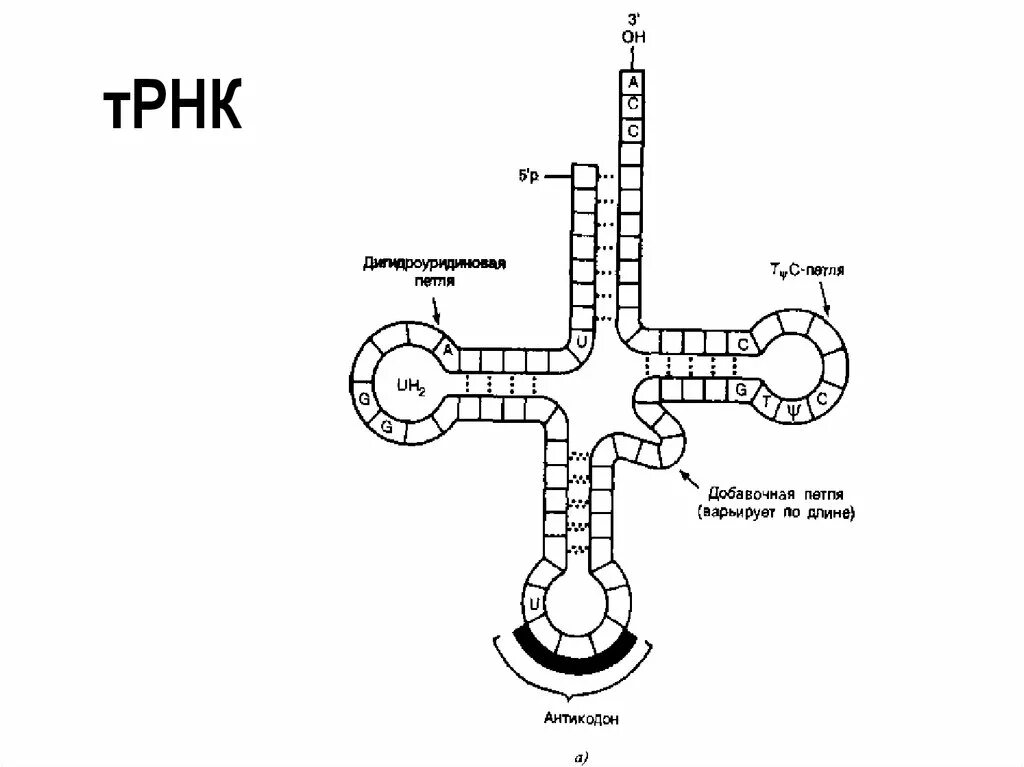 Структура ТРНК схема. Структура молекулы ТРНК. Схема молекулы ТРНК. Строение молекулы ТРНК.