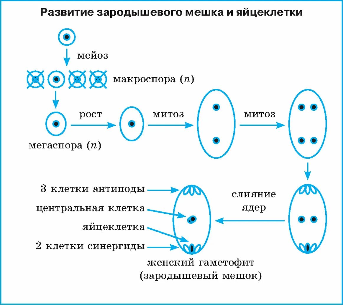 Схема развития зародышевого мешка. Схема формирования семязачатка зародышевого мешка. Строение зародышевого мешка цветковых растений. Строение зародышевого мешка у растений.