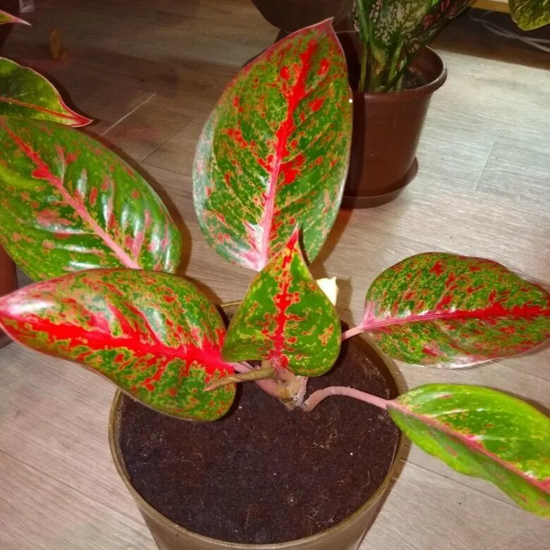 Аглаонема монгол. Аглаонема бидари. Аглаонема sub mongkol. Аглаонема sub mongkol red. Аглаонема монгол цветок.