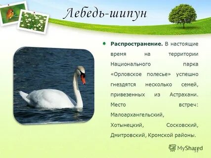 Орловское полесье кратко
