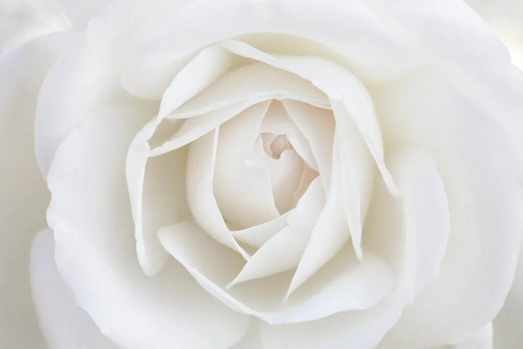 Приятный белый цвет. Белых в. "цвета". Эстетика белого цвета. Белые розы.