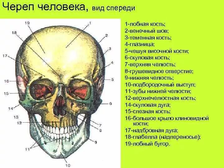 Кости черепа человека. Скелет черепа человека анатомия с описанием. Строение черепа человека вид сбоку. Строение черепа доли. Строение черепа человека вид спереди.