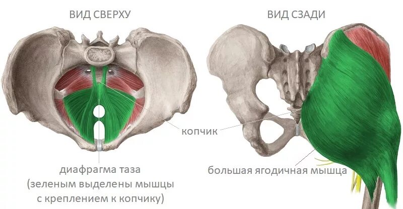 Фасции мочеполовой диафрагмы. Тазовая диафрагма. Мышцы диафрагмы таза. Мышцы диафрагмы таза анатомия. Мышцы тазовой диафрагмы.