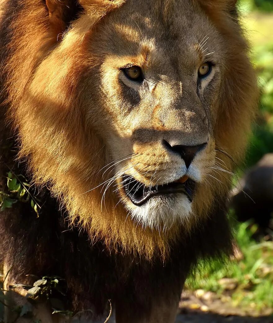 Лев это дикое животное. Хищные животные Лев. Лев дикое животное. Лев хищник. Лев картинки.