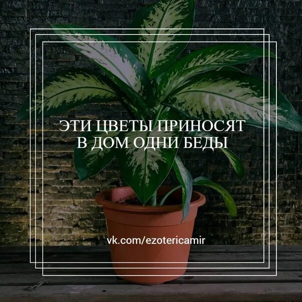 Эти цветы приносят. Растение приносящее любовь. Комнатное растение семейное счастье. Домашние цветы приносящие беды. Цветы которые приносят в дом несчастье.