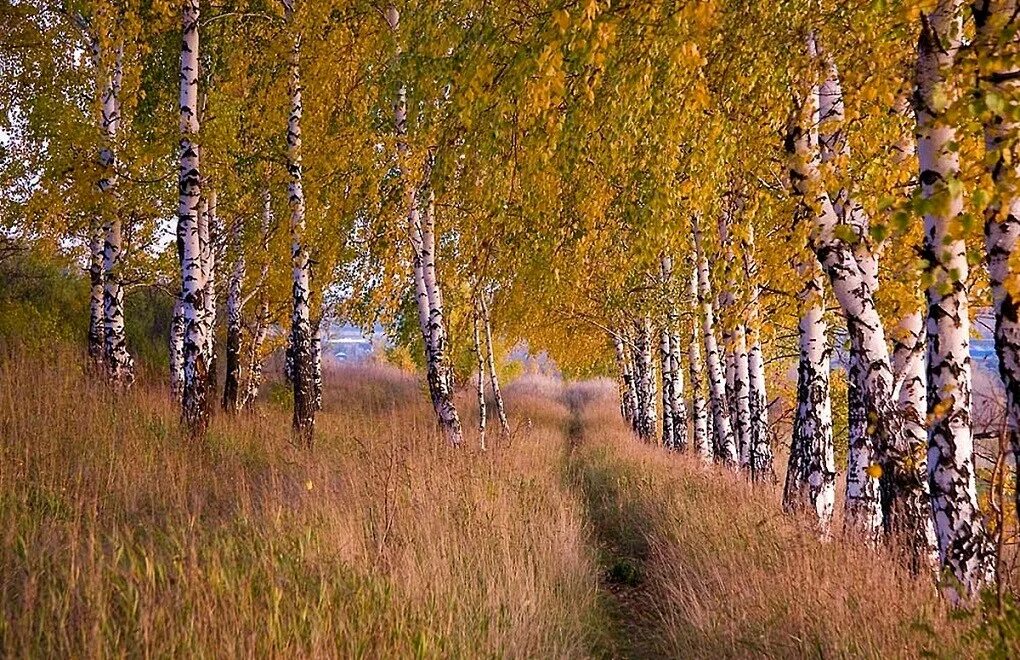 Много березок. Березы России. Березы простор. Красивая береза. Осенняя Березка.