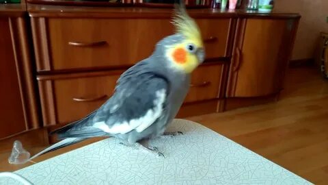 Свист для попугая кореллы