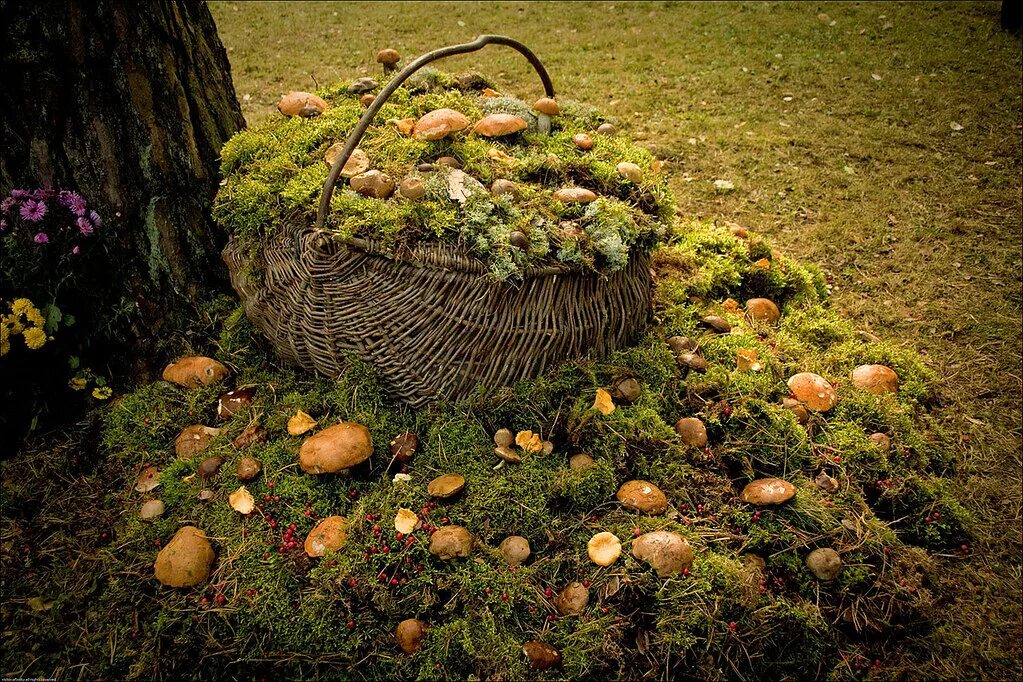 Грибная поляна фото. Грибная Поляна Ганнибал. Осенняя Поляна с грибами. Осенняя Полянка с грибами. Осиньная Палана с грибами.