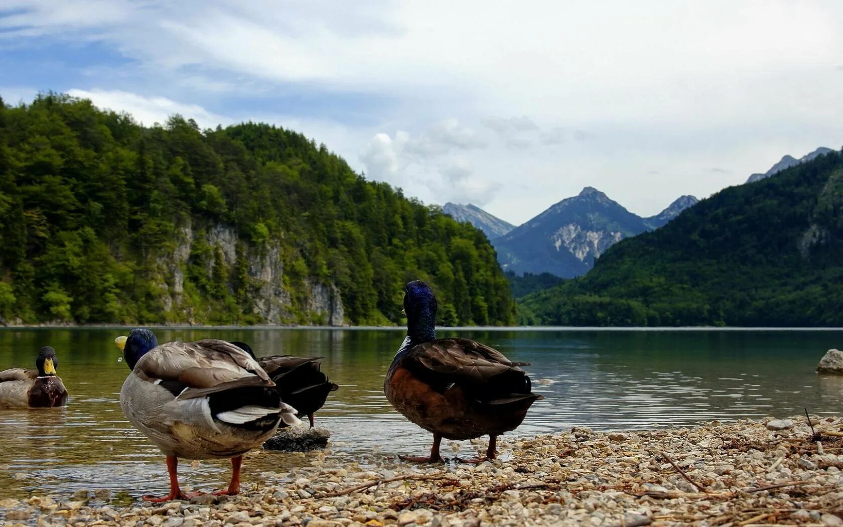 На двух озерах было поровну уток. Озеро с утками. Природа озеро с утками. Красивое озеро с утками. Утки в природе.