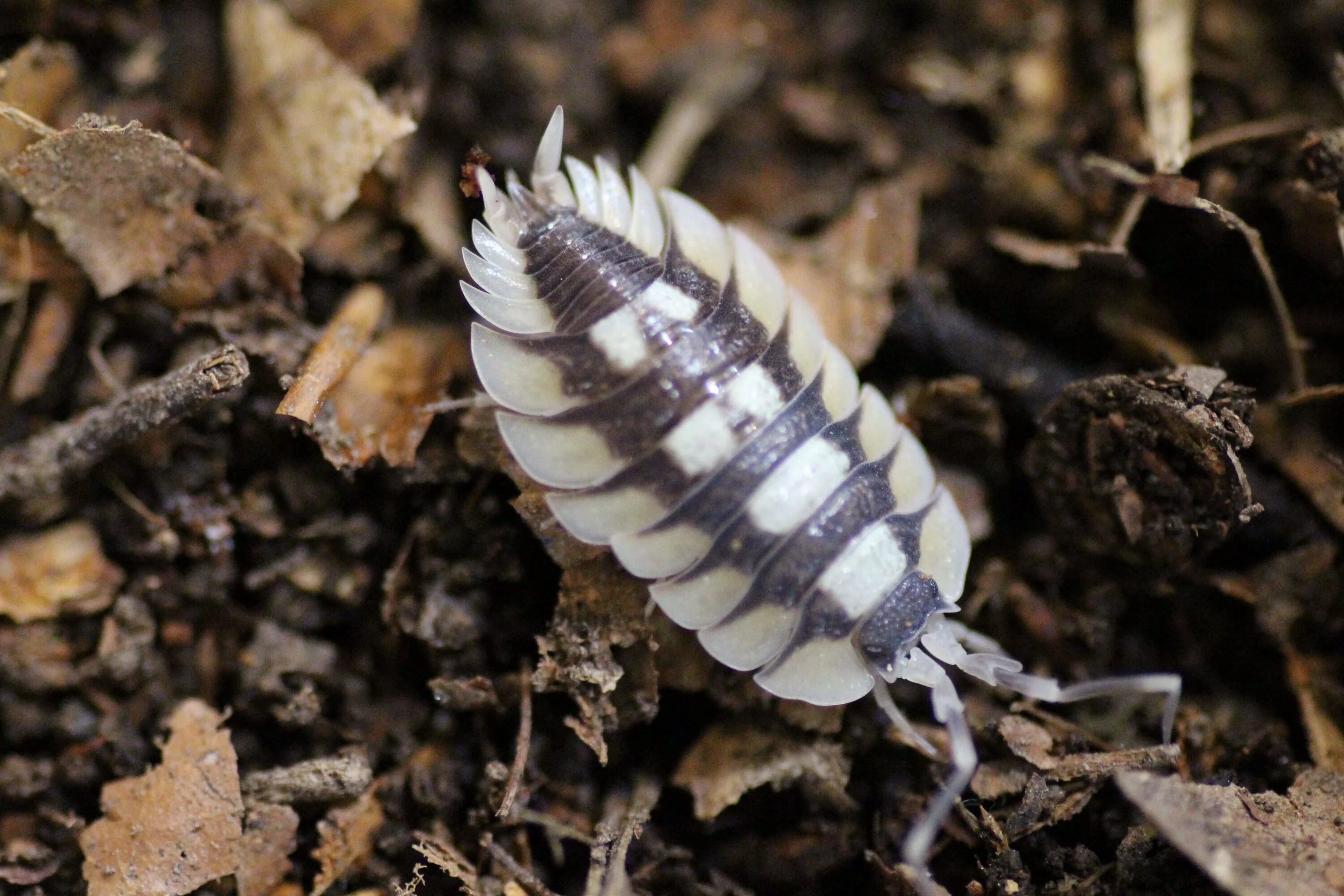 Porcellio expansus. Porcellio laevis. Мокрицы Porcellio. Мокрицы expansus. Мокрица маленькая