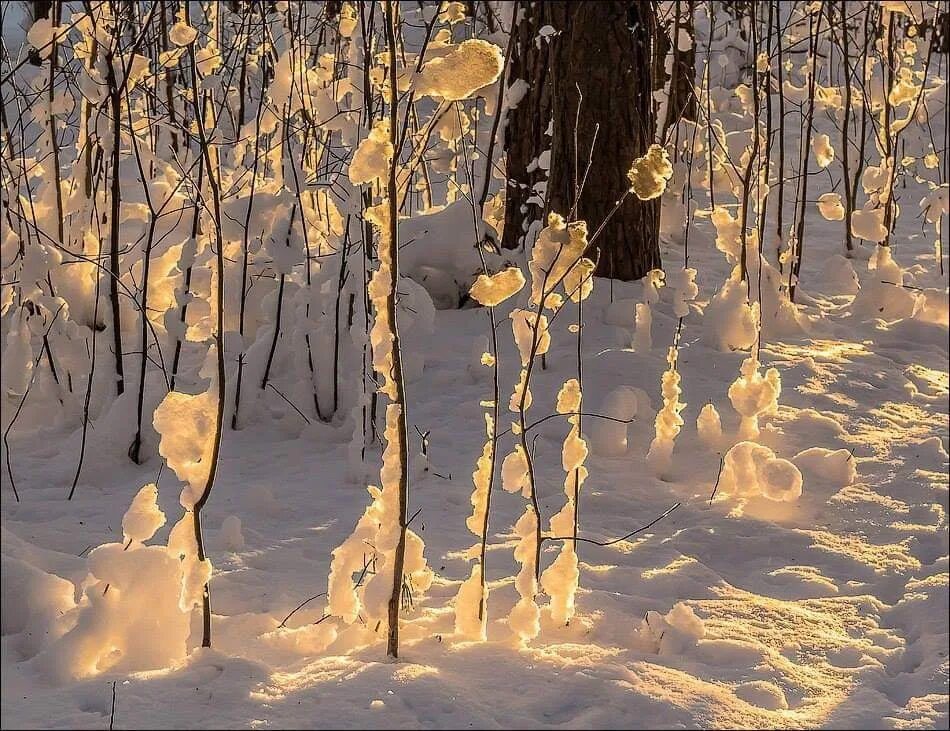 Золотая зима. Золото зимой. Золотая зима фотосток. Наталка золото зимой.