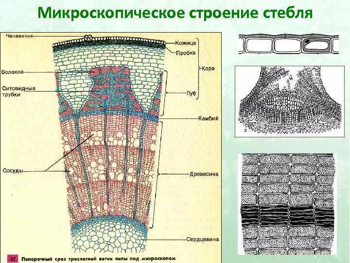 Срез ветки дерева под микроскопом с подписями Срез ветки под микроскопом: найдено 86 изображений