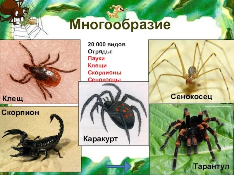 Какие есть паукообразные. Пауки скорпионы сенокосец клещ. клещи представители класса паукообразные. представители отряда пауков. многообразие паукообразных скорпионы.