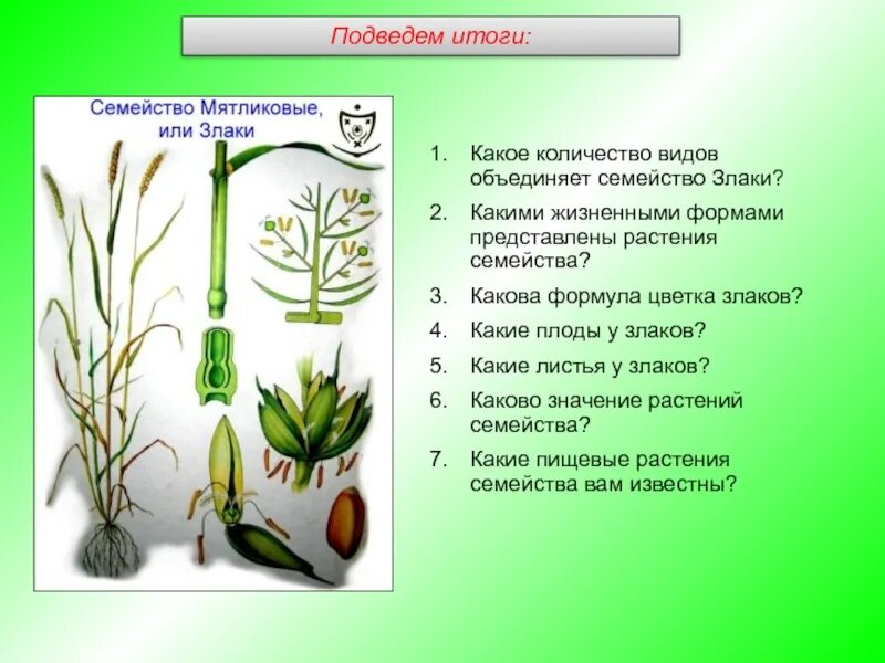 Формула цветка злаки Мятликовые. Злаковые ( злаки) жизненная форма формула цветка. Семейство Мятликовые формула цветка. Злаковые Однодольные жизненные формы. Семейство злаковые таблица