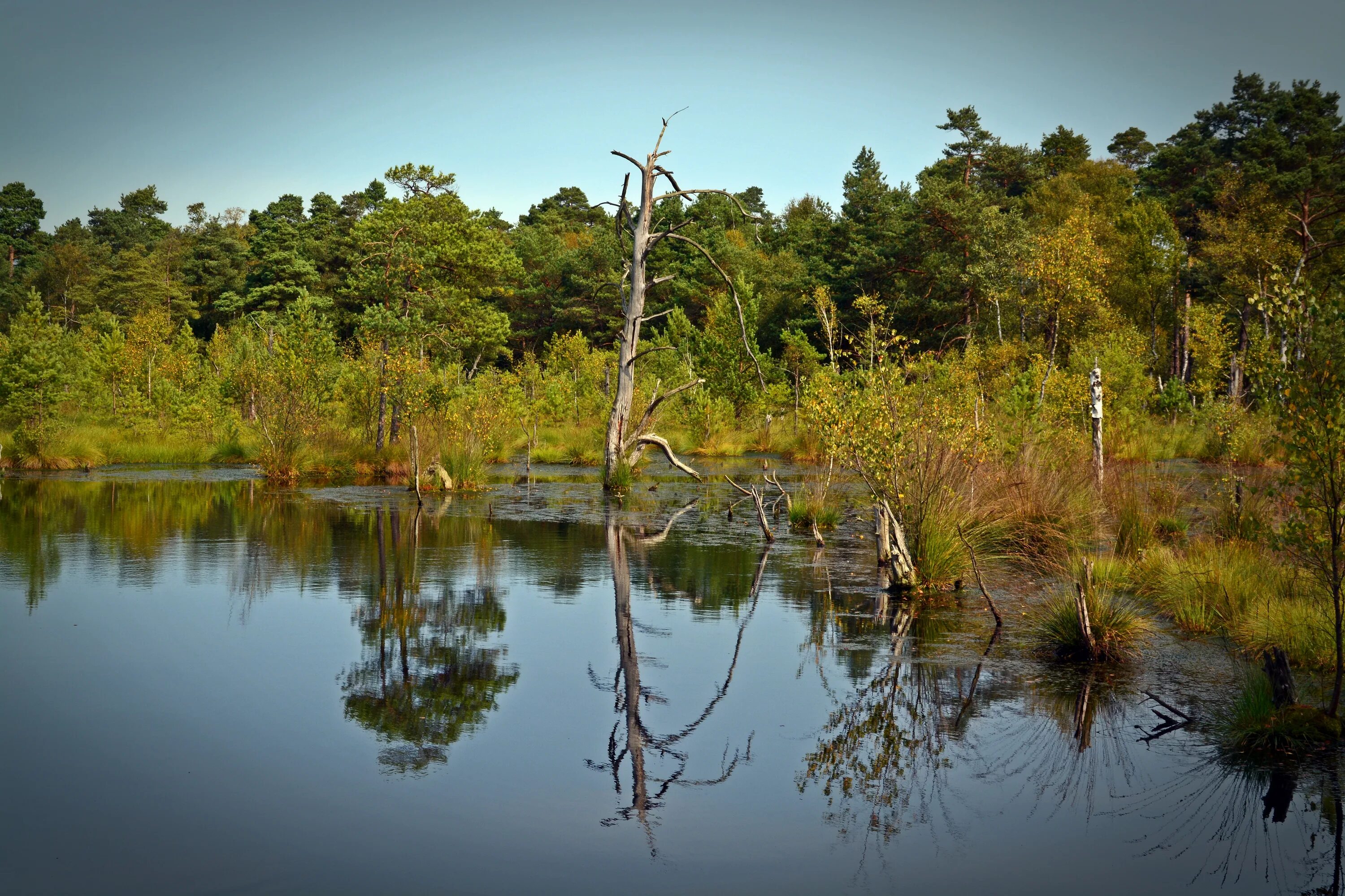 Пейзаж болота и леса. Беловежская пуща болота. Заповедник Wetlands. Моор болото. Болота в лесу.