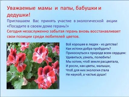 Герань плюсы