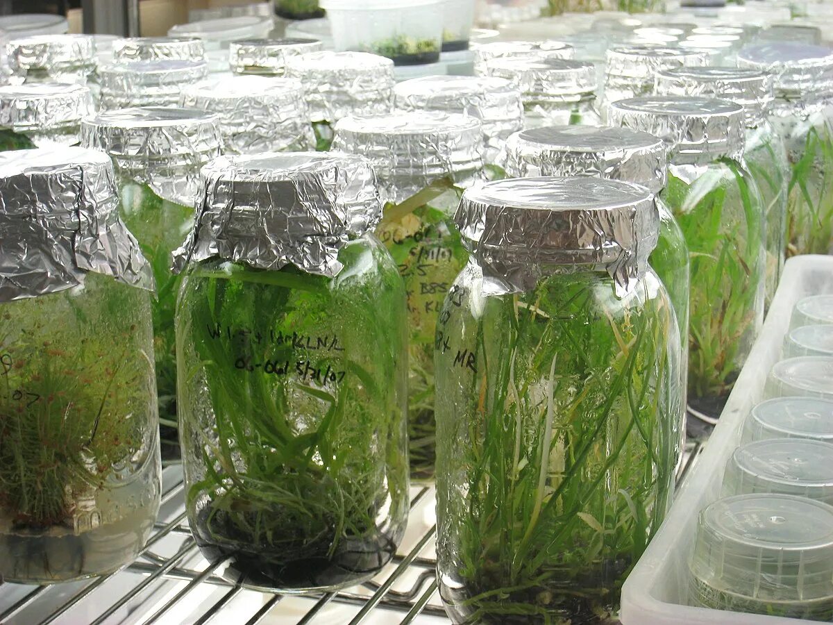 Plant culture. Микроклональное клонирование. In vitro растения. Клонирование растений. Культивирование растений.