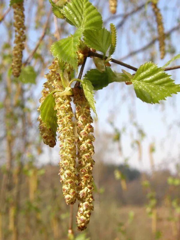 березовые бруньки. береза бородавчатая листья. Betula alba. плоды березы. берёза повислаясемена.