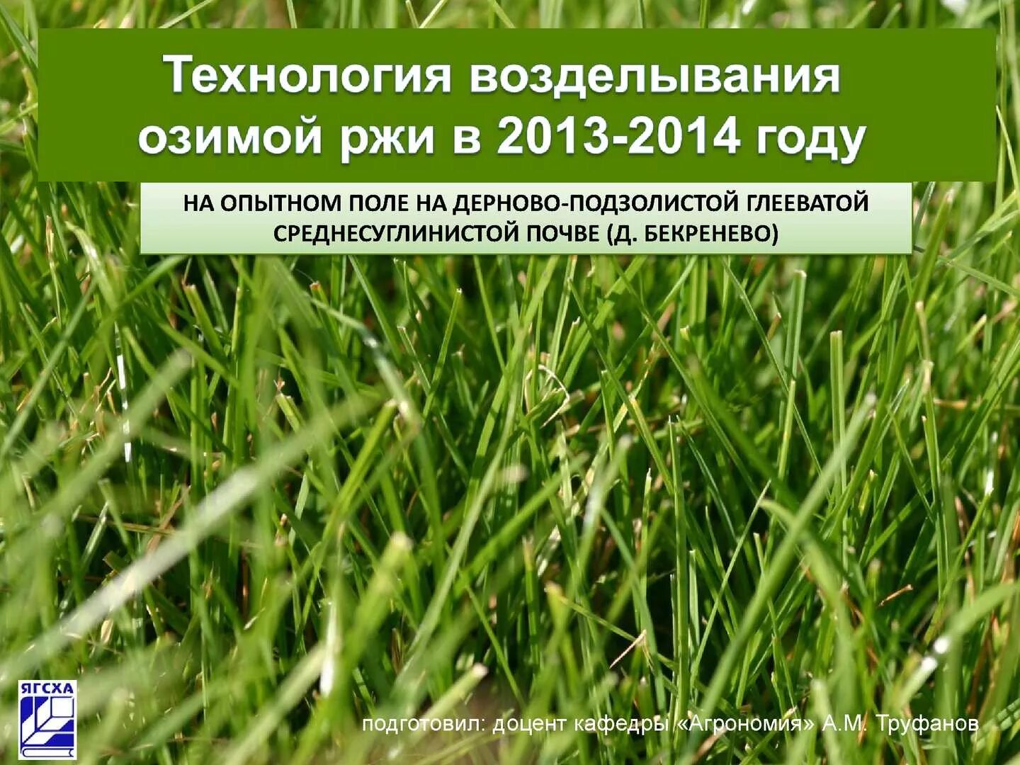 Озимая рожь возделывание. Технология возделывания озимой ржи. технология выращивания ржи. технология возделывания ржи. озимая рожь технология возделывания.