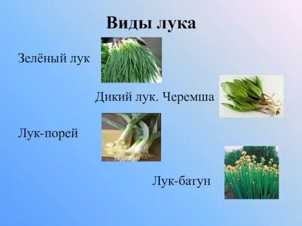 Список лук