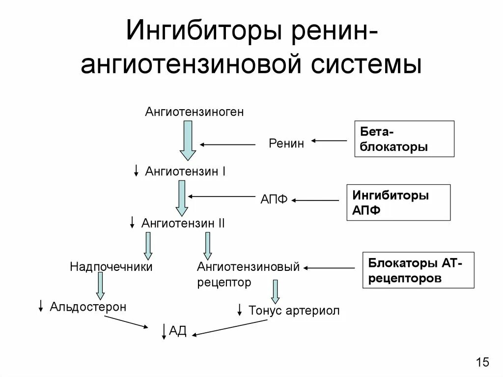 РААС механизм действия. Патогенез ренин ангиотензин альдостероновой системы. Блокатор ренин ангиотензин альдостероновая система препараты. Механизм действия ингибиторов ангиотензивной системы.