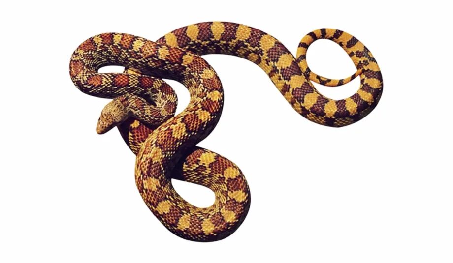 Кобра анаконда. Анаконда змея. Змея на прозрачном фоне. Змея рисунок на прозрачном фоне. Змея на белом фоне.
