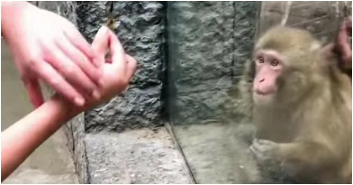 Видео про животных. Над обезьяной смеются. How to trick a monkey. Обезьяна удивилась фокусу. Обезьяне показывают фокус с исчезновением.