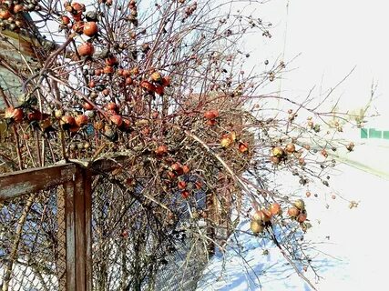Шиповник весной