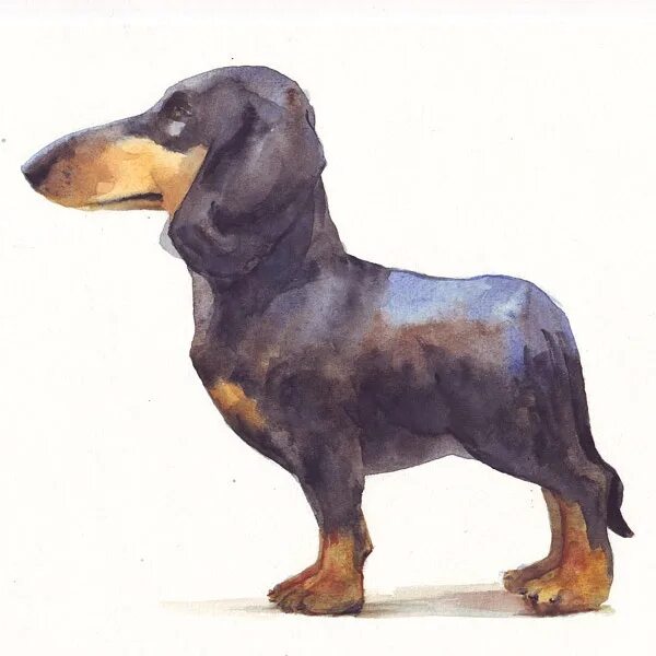 Our sweet Chloe! Red Short-haired Dachshund, Doxie, Weiner Dog, Hound, Burrow Do