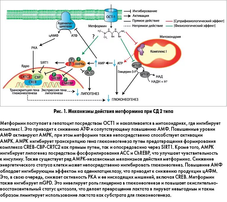 Метформин механизм действия схема. Механизм действия метформина схема. Метформин механизм действия молекулярные механизмы. Механизм сахароснижающего действия метформина. Действие транскрипция