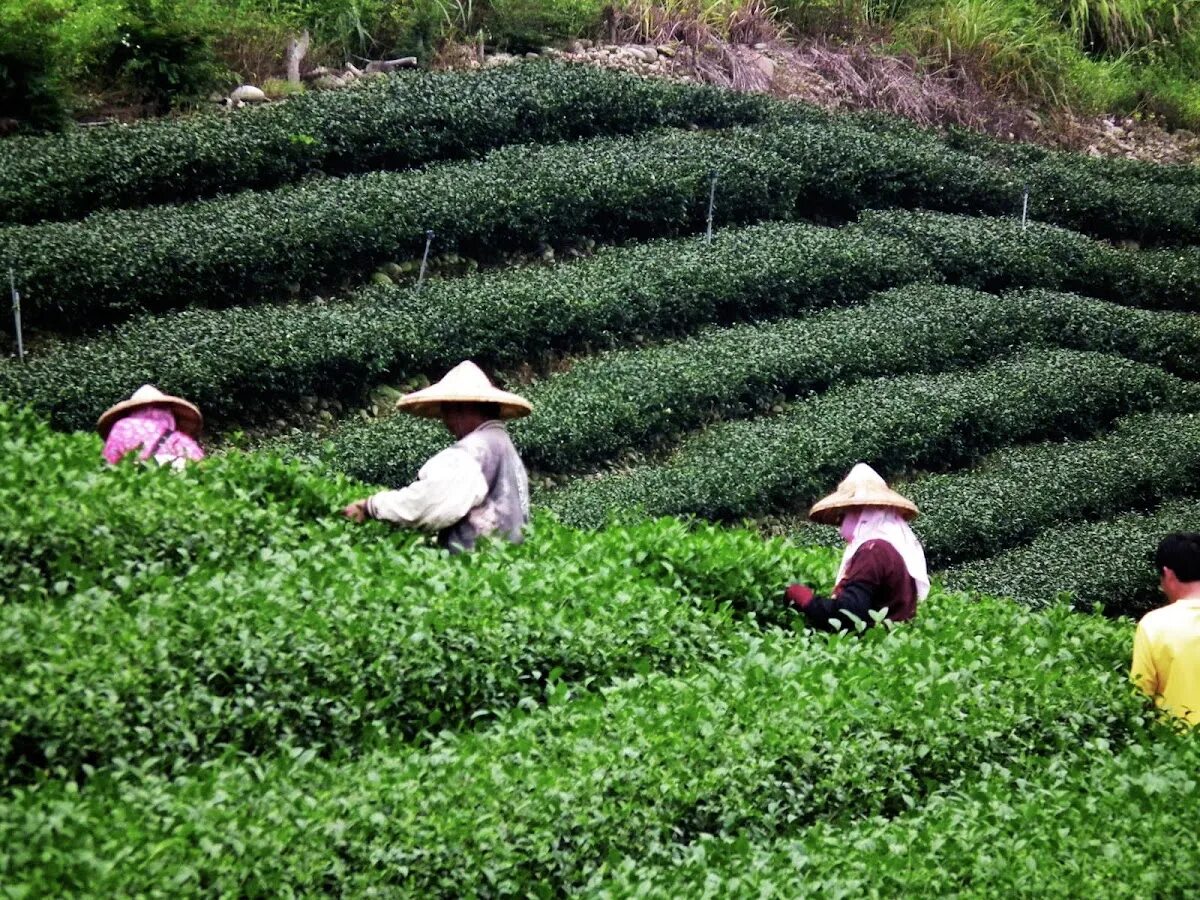 Сбор китайского чая. Чайные плантации в Китае. Тайвань чайные плантации. Тайвань чай плантации. Плантации чая в Китае.