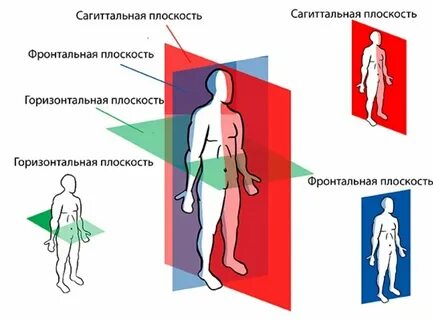 Основные плоскости оси тела человека
