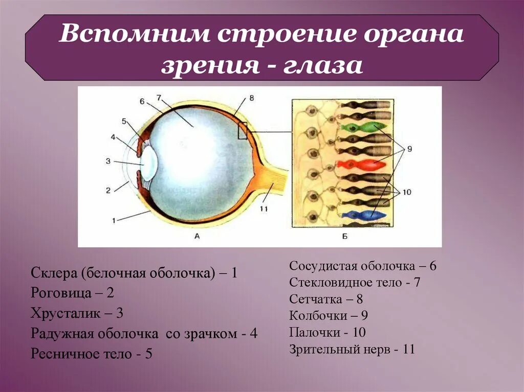 Сосудистая оболочка палочки колбочки