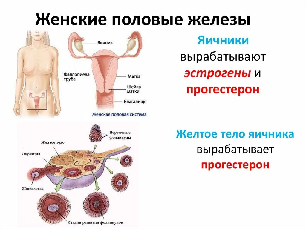 Женские половые железы. Строение.функции. Гормоны. Строение гормонов половых желез. Половые железы жен функции. Женская половая железа яичник строение. Половые железы называют