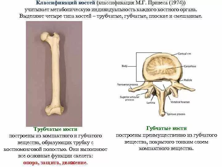 Классификация костей. Кости трубчатые губчатые плоские смешанные. Классификация костей привес. Классификация костей скелета.