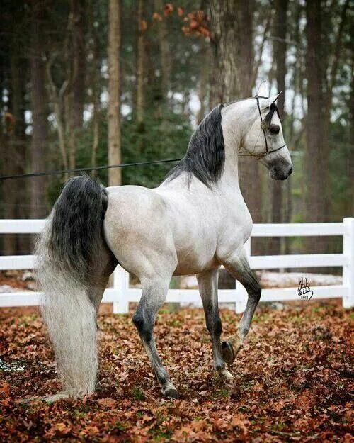 Stunning Horse - Liver Chestnut Morgan Horse - HD Wallpapers American saddlebred