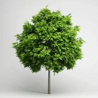 Tree 3d model