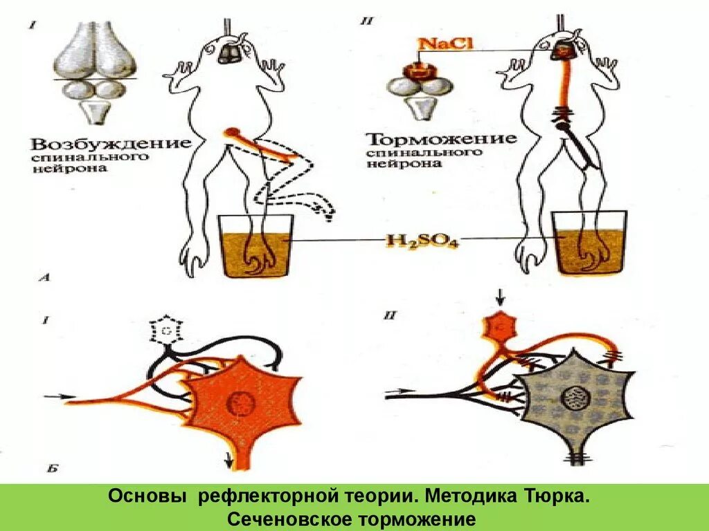 Сеченов торможение рефлексов. Сеченовское центральное торможение схема. Схема Сеченовского торможения. Процессы возбуждения и торможения в ЦНС.