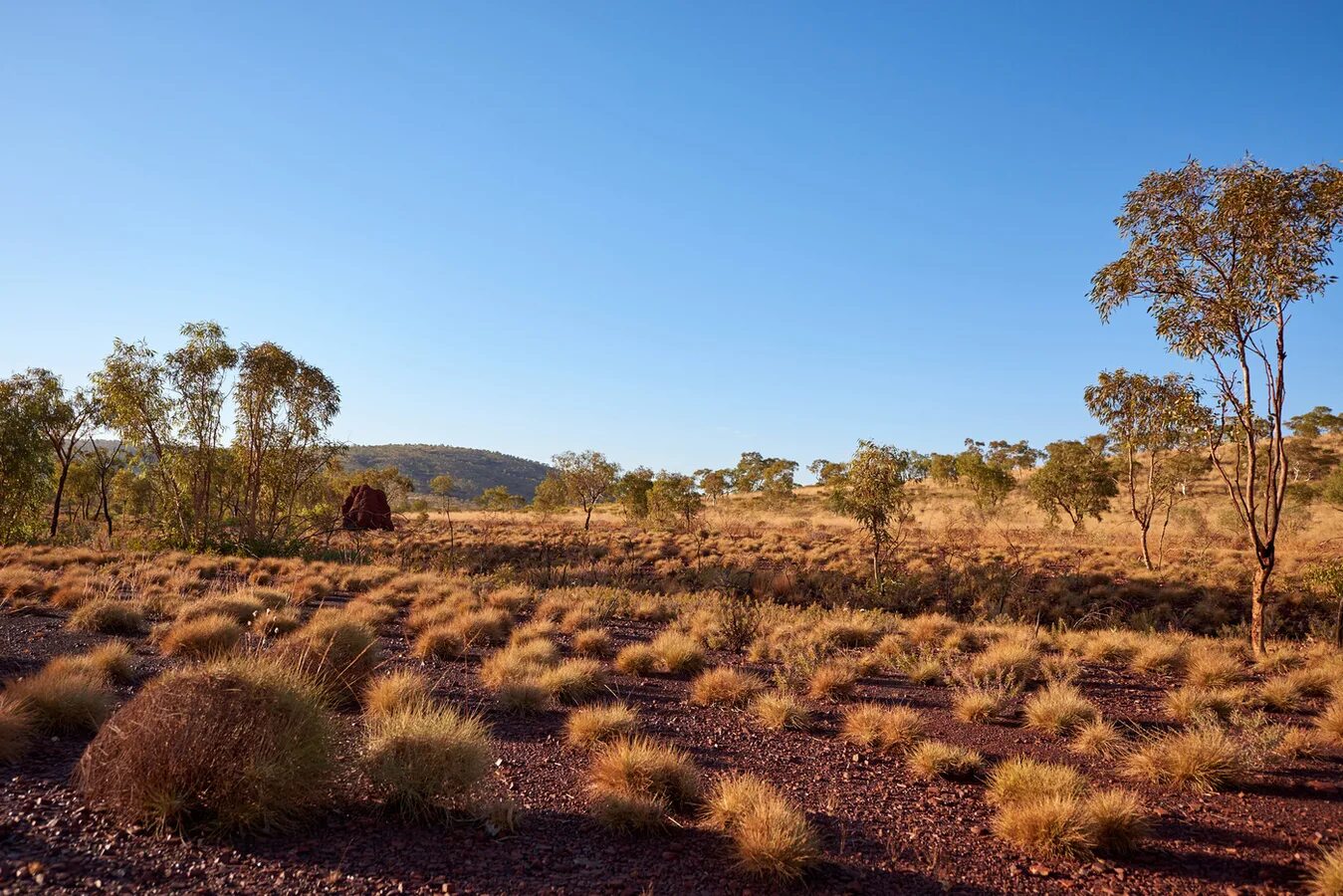 Малли скрэб. Австралийский Буш (скрэб). Низкорослые эвкалипты пустыни Австралии. Буш полупустыни Австралии.