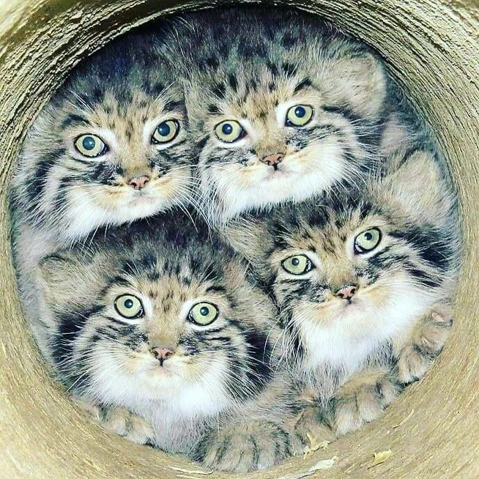 Кот манул котята. Манул семейство. дикий кот манул котята. манул и манулята. кот манул с котятами.