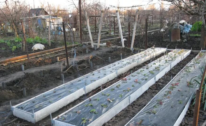 Грядки из шифера плоского своими руками пошаговая. Цсп 1500х300 для грядок. грядки из плоского шифера. бортики для грядок. высокие грядки из плоского шифера.