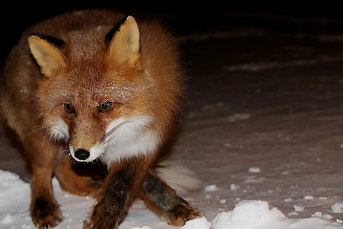 Хитрый лис значение. Хитрый лис значение. Хитрая лиса коварная. Хитрый лис значение. Хитрая лиса.