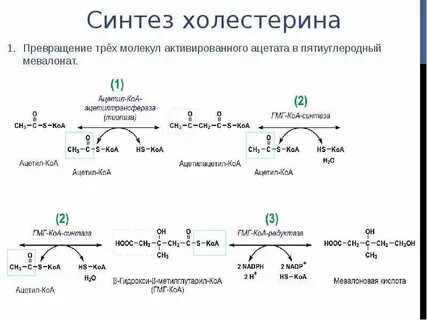 Соединение ацетил радикала и ацетил коа
