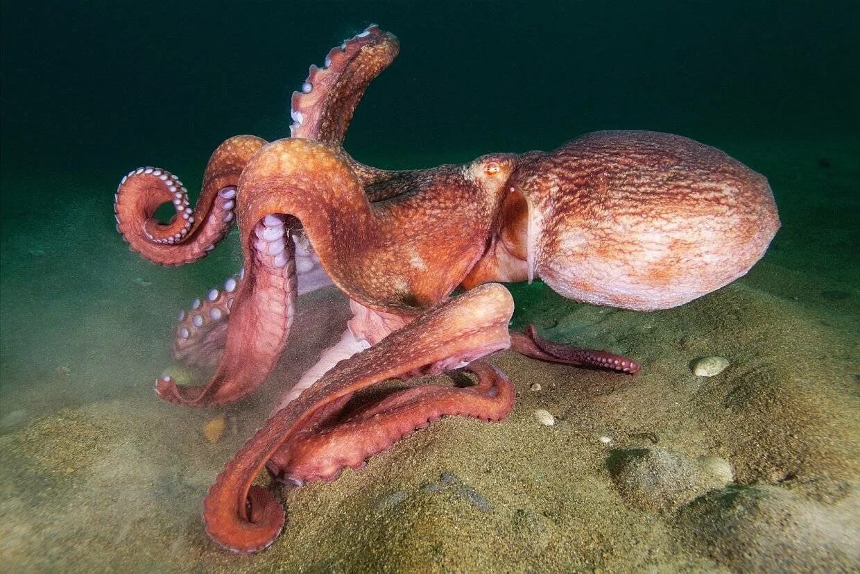 Как называется большой осьминог. Гигантский осьминог (enteroctopus dofleini). морские головоногие моллюски. спрут головоногий моллюск. осьминог дофлейна самый большой.