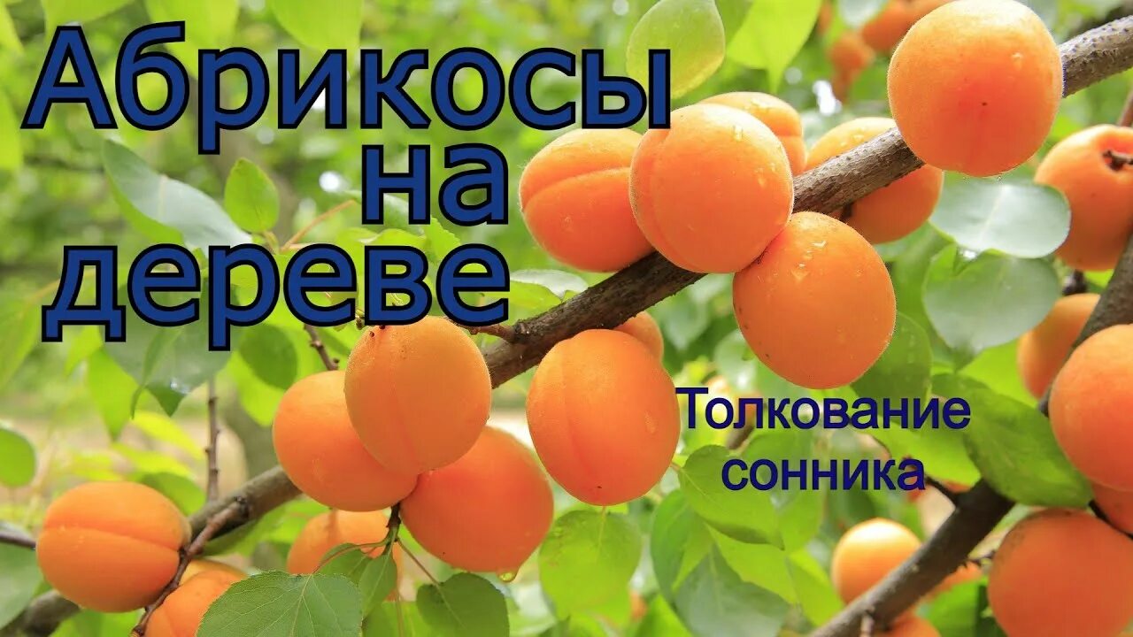 Сонник абрикосы. К чему снятся абрикосы. Во сне видеть абрикосы на деревьях. Абрикосы на дереве во сне.