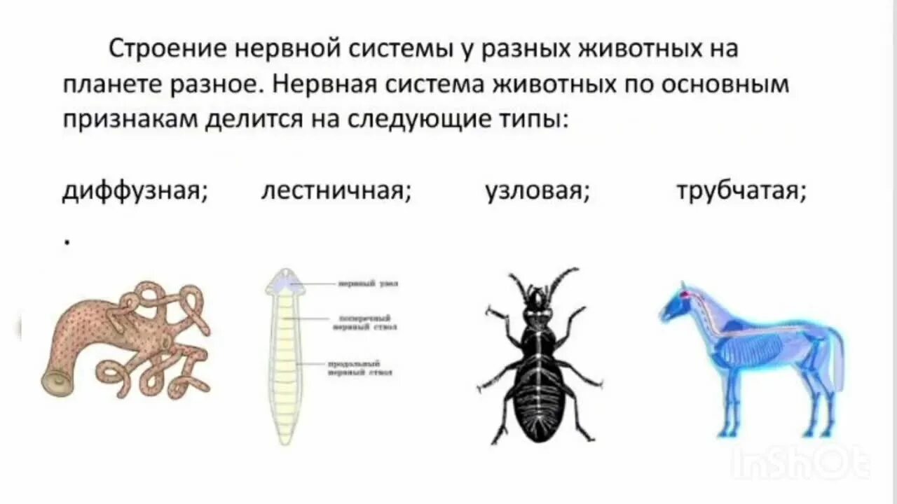 Диффузно узловая трубчатой нервной системы. Типы нервной системы Узловая трубчатая. Типы нервной системы у животных. Типы нервной системы биология. Тип животного и нервная система.