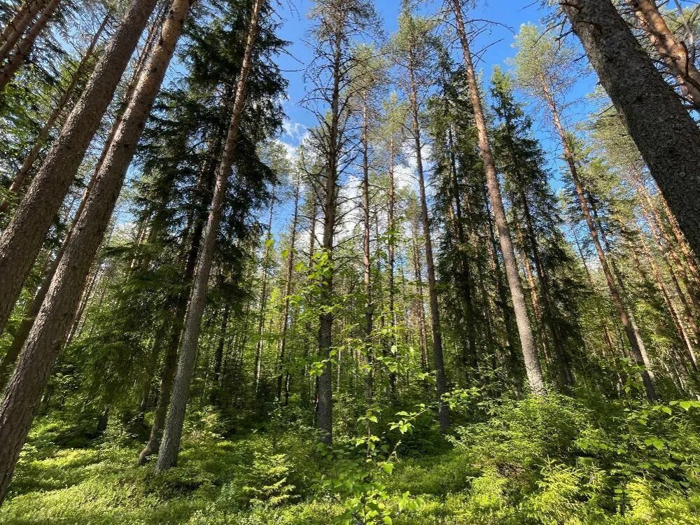 Леса в аренду новосибирск. Леса в аренду новосибирск. Леса прокат. Участок лесного фонда. Лесной томск.