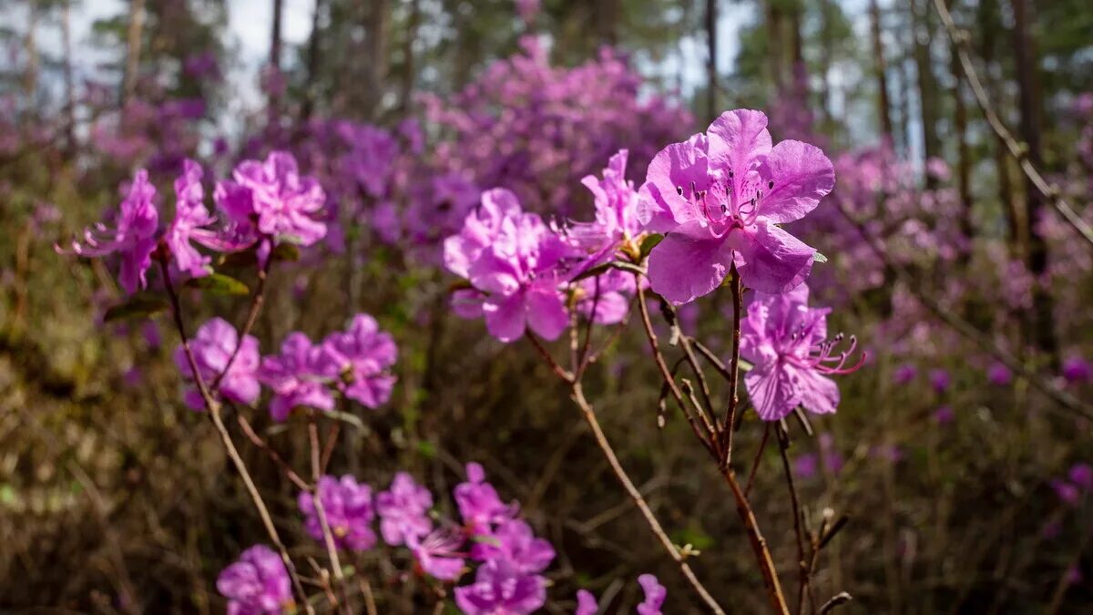 багульник морозовый. рододендрон даурский багульник. багульник забайкальский. багульник морозовый. багульник морозовый.