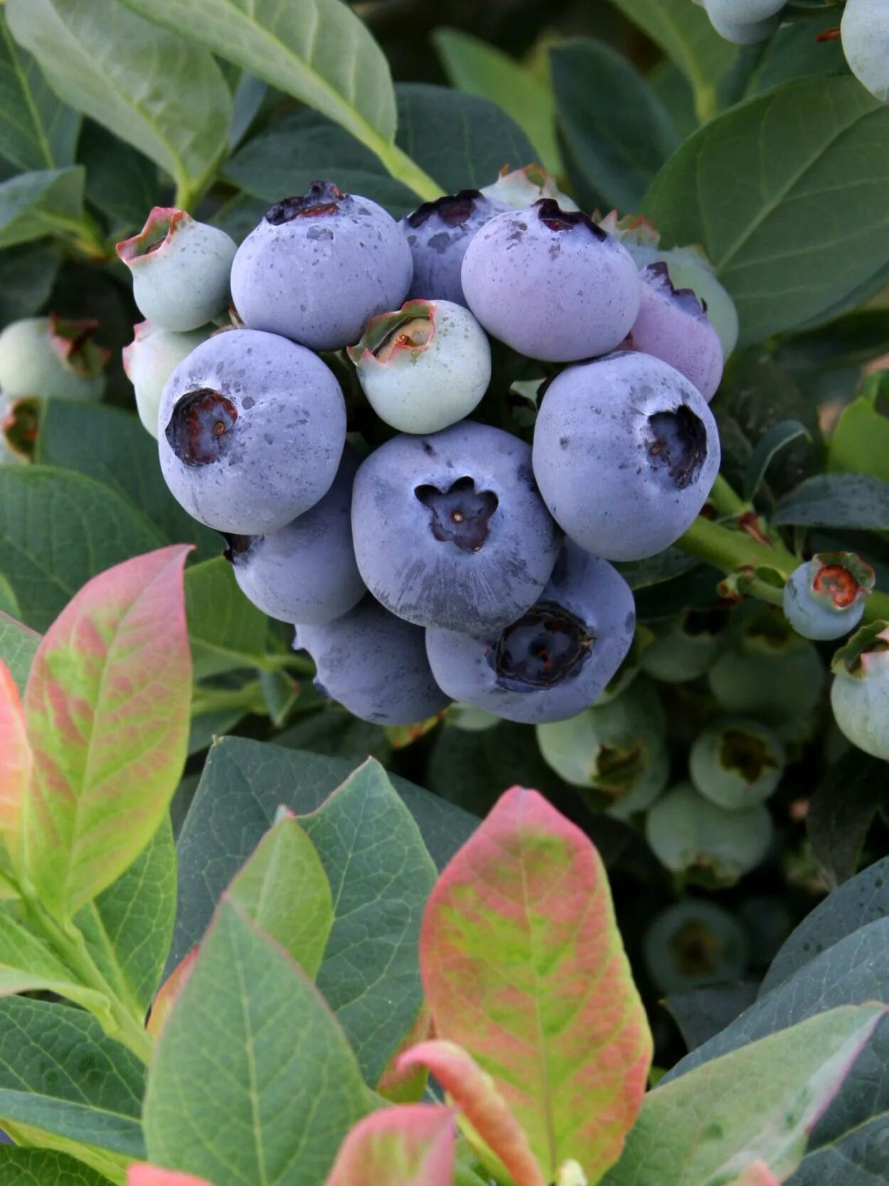 Голубика Садовая BRAZELBERRY Pink Breeze. Цветение голубики садовой. Голубика Садовая (Vaccinium corymbosum Spartan PGY. Вакциниум (Vaccinium cor.) Chandler, р9. Как цветет голубика